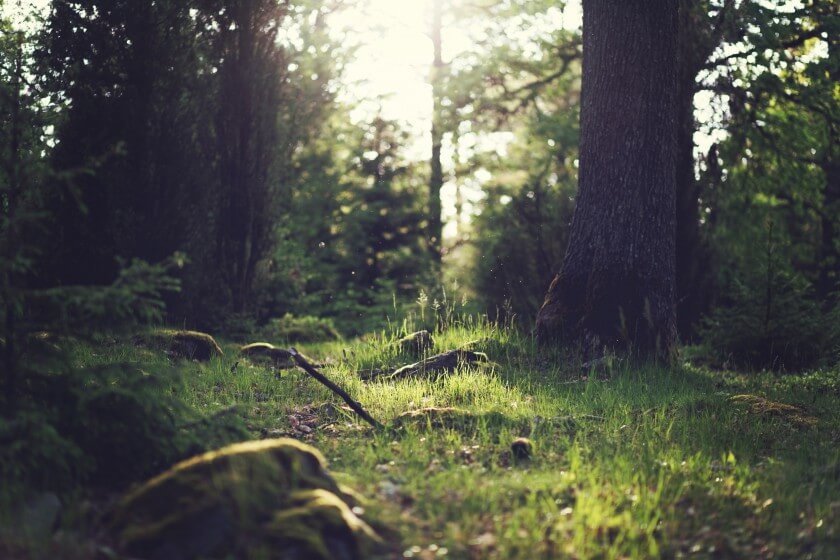 skog.jpg